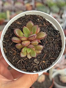 Echeveria moranii x subcorymbosa