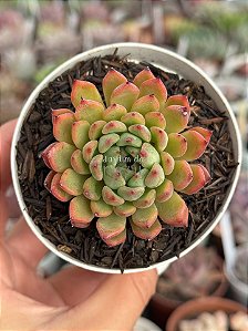 Echeveria Anita