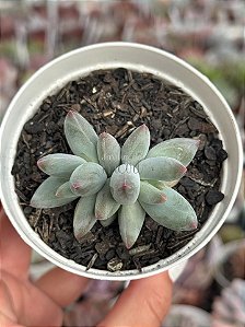 Pachyphytum mexicano