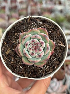 Echeveria cassidy