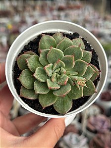 Echeveria auroralis monstruosa