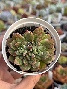 Echeveria auroralis