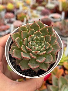 Echeveria auroralis