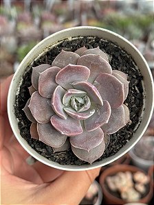 Echeveria difractens