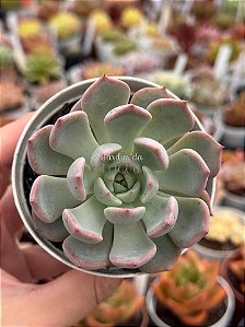Echeveria Priscila