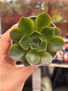 Echeveria relena
