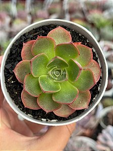Echeveria relena