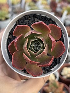 Echeveria relena