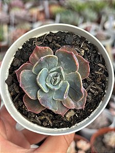 Echeveria colorshift