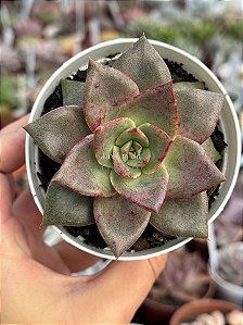 Echeveria grammut