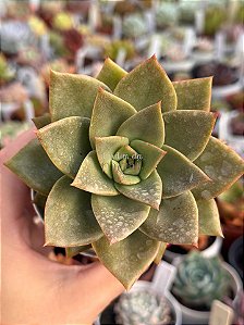 Echeveria grammut
