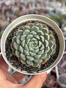 Echeveria mexican x mínima