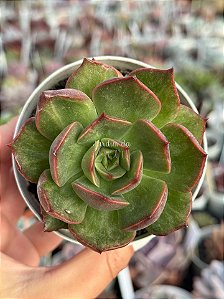 Echeveria Anne