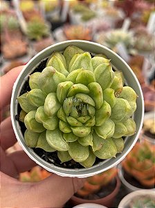 Echeveria ice angel variegata (NOVIDADE)