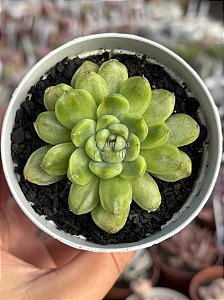 Echeveria ice angel variegata