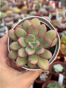 Echeveria apple candy