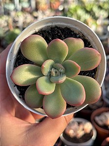 Echeveria apple candy