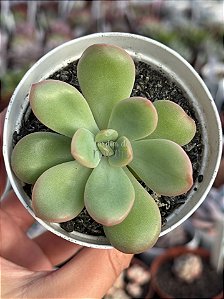 Echeveria apple candy
