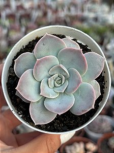 Sedum sinforosanum