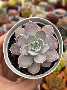 Sedum sinforosanum