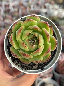 Echeveria Alladin