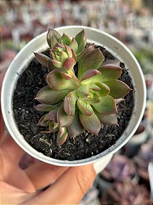 Echeveria ignis