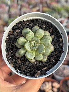 Graptoveria amethorum grape (China)