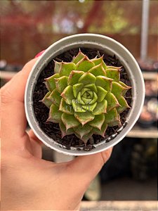 Echeveria nymeria