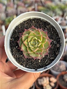 Echeveria nymeria