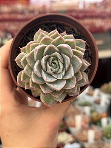 Echeveria jocelyn