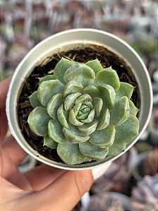 Echeveria jocelyn