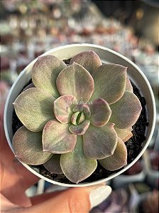 Echeveria híbrida de ness