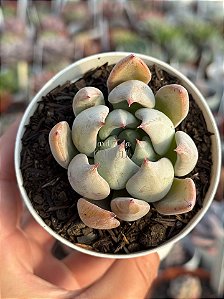 Echeveria lady lyana