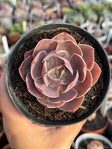 Echeveria rosa norteña