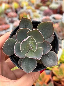 Echeveria rosa norteña