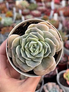 Echeveria lovely rose red color