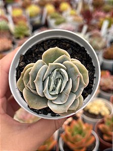 Echeveria lovely rose red color (NOVIDADE)