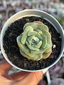 Echeveria lovely rose red color (NOVIDADE)