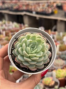 Echeveria queen rose