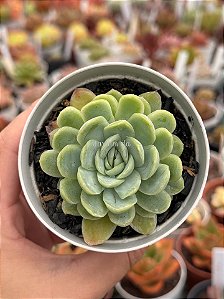Echeveria queen rose variegata