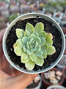 Echeveria queen rose variegata (NOVIDADE)