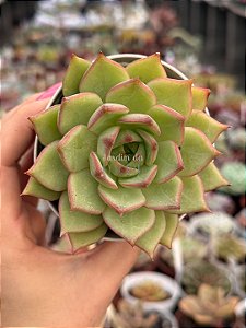 Echeveria timberkiss