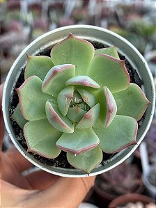 Echeveria timberkiss