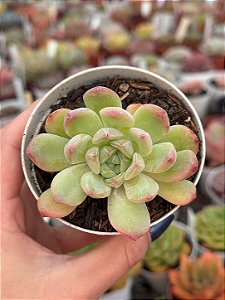 Echeveria diamond jeny (NOVIDADE)