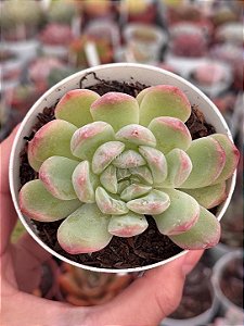 Echeveria diamond jeny (NOVIDADE)