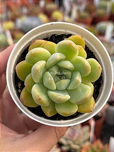 Echeveria diamond jeny (NOVIDADE)