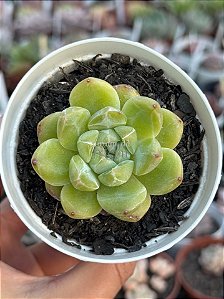 Echeveria diamond jeny (NOVIDADE)