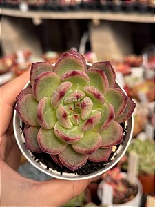 Echeveria blood parrot