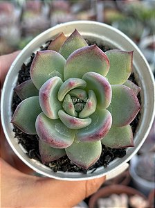 Echeveria blood parrot
