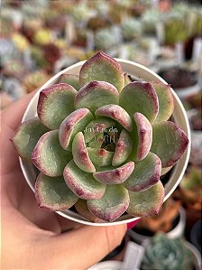 Echeveria blood parrot